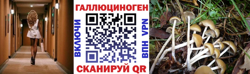 Псилоцибиновые грибы Magic Shrooms  KRAKEN как войти  Сунжа 